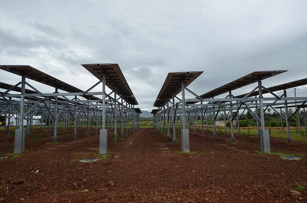 Dettaglio dell'impianto agrivoltaico LAND Terrasini - pannelli e colture